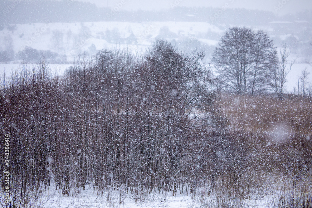 custom made wallpaper toronto digitalFrosty trees in snowy forest