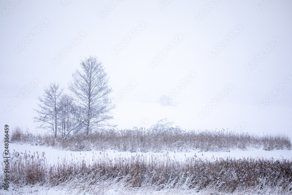 Dry coastal reed cowered with snow Dry coastal reed cowered with snow