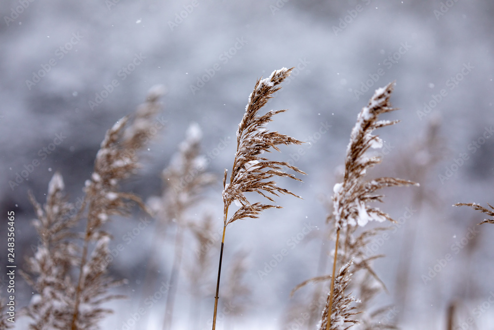 Dry coastal reed cowered with snow
