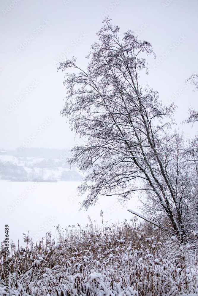 Dry coastal reed cowered with snow Dry coastal reed cowered with snow