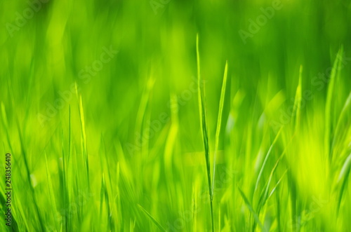 green grass abstract background