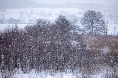Wallpaper Mural Frosty trees in snowy forest Torontodigital.ca