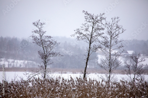Wallpaper Mural Dry coastal reed cowered with snow Torontodigital.ca