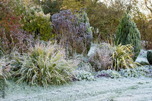 Winter morning on a frosty day in the United Kingdom, garden with plants all frosty