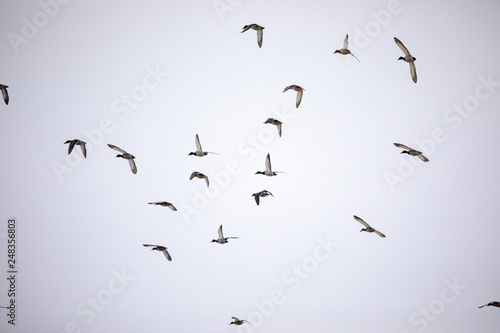 Wild ducks flying © VJ