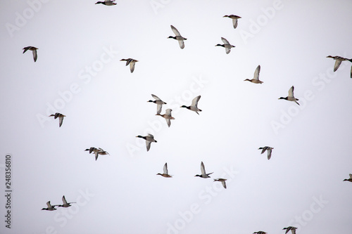 Wild ducks flying