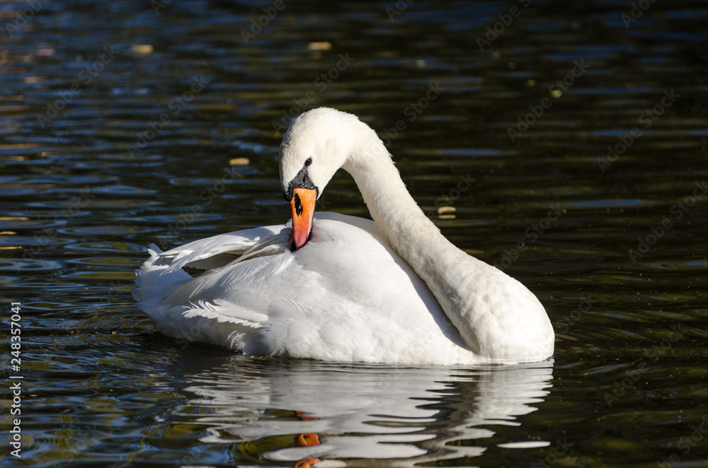 Obraz premium Swan on the lake
