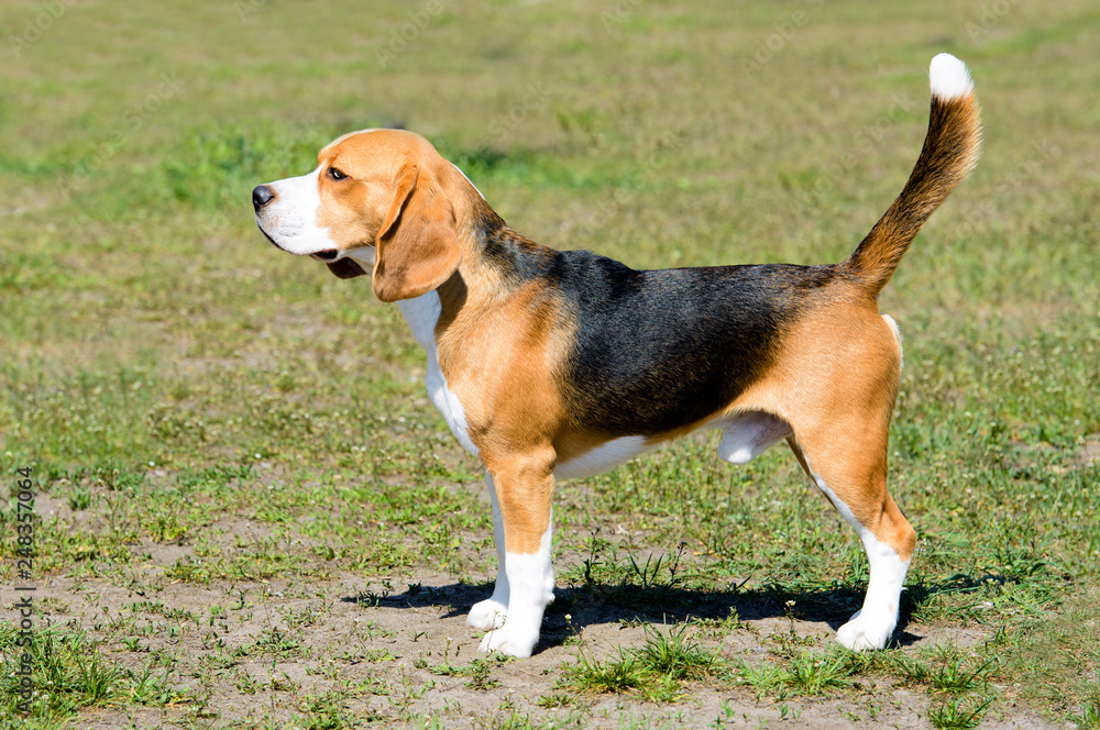 Beagle tricolor in profile. The tricolor Beagle stands on the grass in the park.