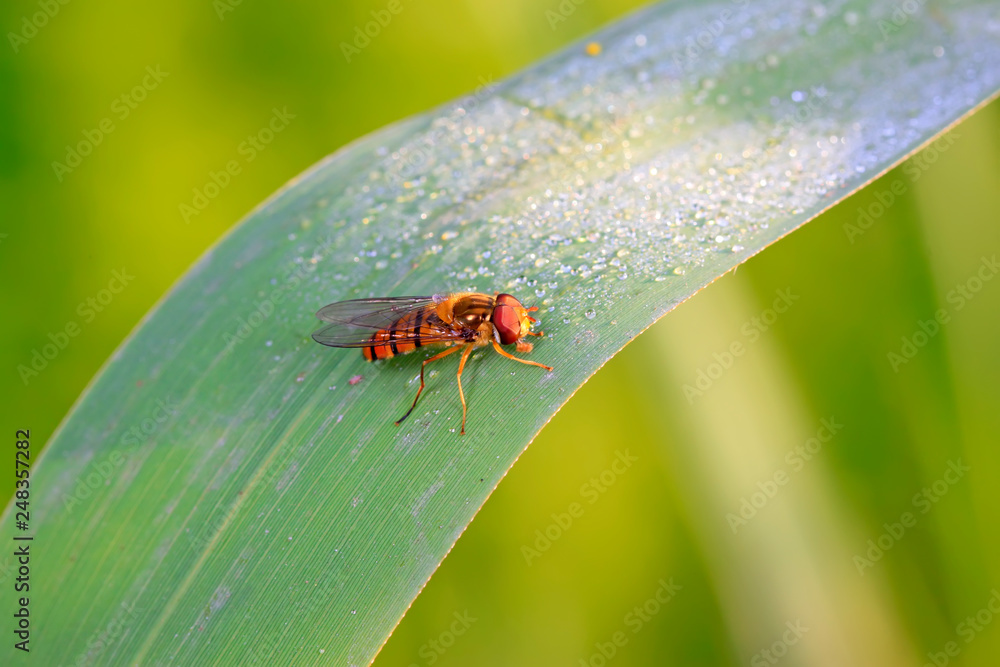 Episyrphus balteatus on plant Episyrphus balteatus on plant