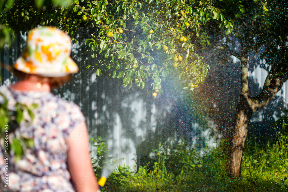Fototapeta premium A woman is watering plants in the garden. Spray water from a hose form a rainbow.