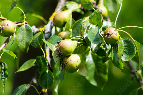 Ripe pears