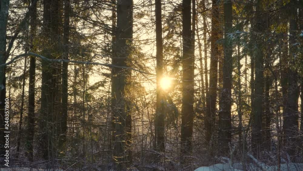22449_The_sunrise_on_the_mountain_with_the_trees_on_the_forest.mov 22449_The_sunrise_on_the_mountain_with_the_trees_on_the_forest.mov