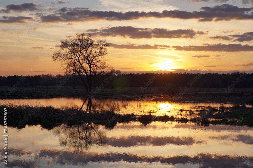 Spring landscape - willow under sunshine on the bank of the small river at spring sunset