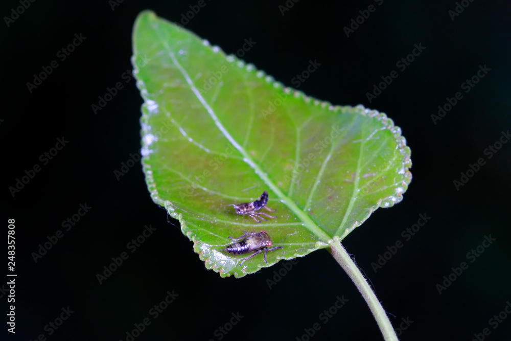 leafhopper on plant leafhopper on plant