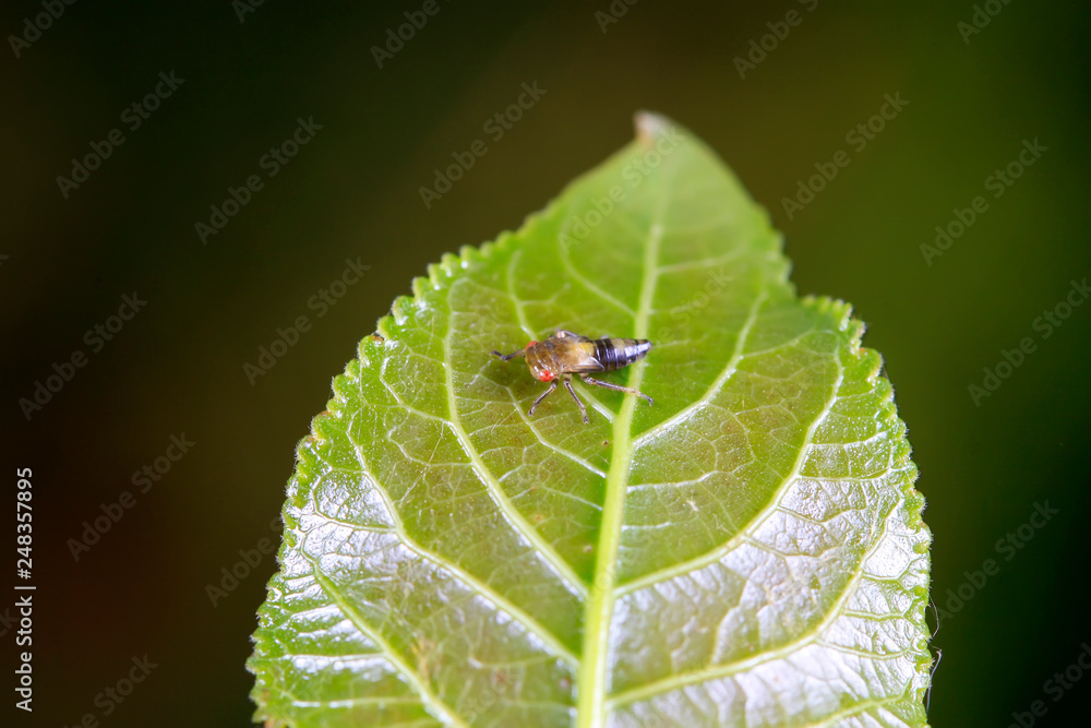 leafhopper on plant