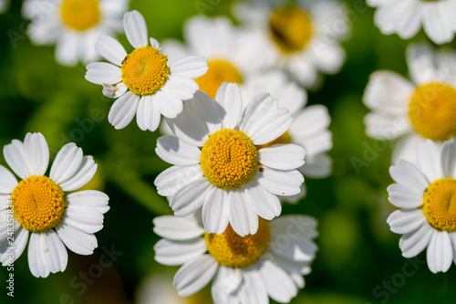 Chamomile closeup