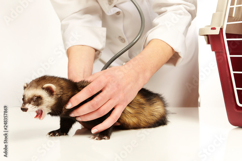 Veterinarian doctor working with young female ferret