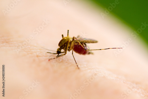 Mosquito drinks blood