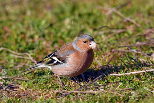 männlicher Buchfink (Fringilla coelebs) frisst Körner - Common chaffinch photo