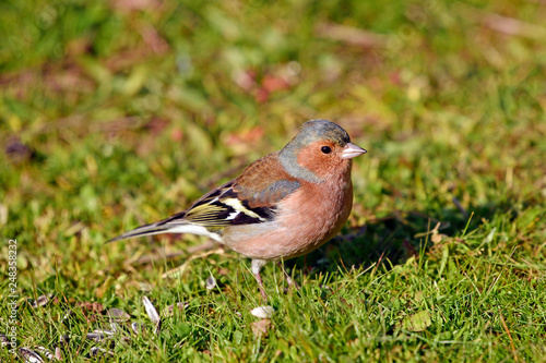 männlicher Buchfink (Fringilla coelebs) - Common chaffinch photo