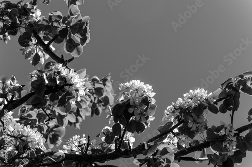 Spring apricoat tree flowers bloom photo