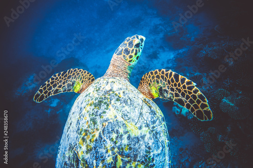 Large sea turtle swimming in Indian Ocean