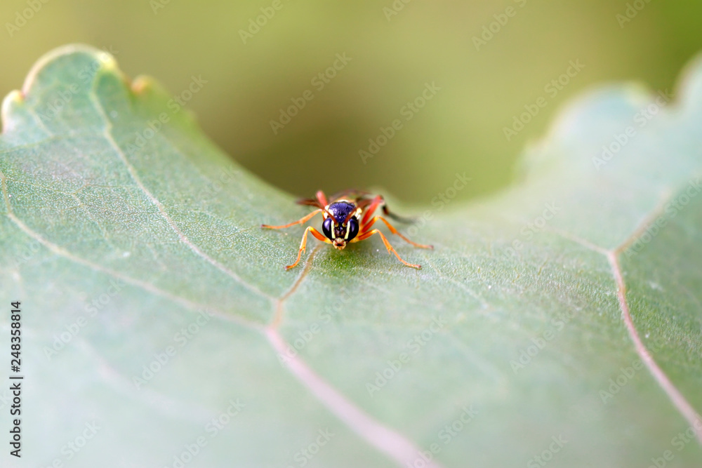 Fototapeta premium ichneumon on plant