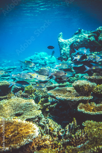 Underwater image of fish