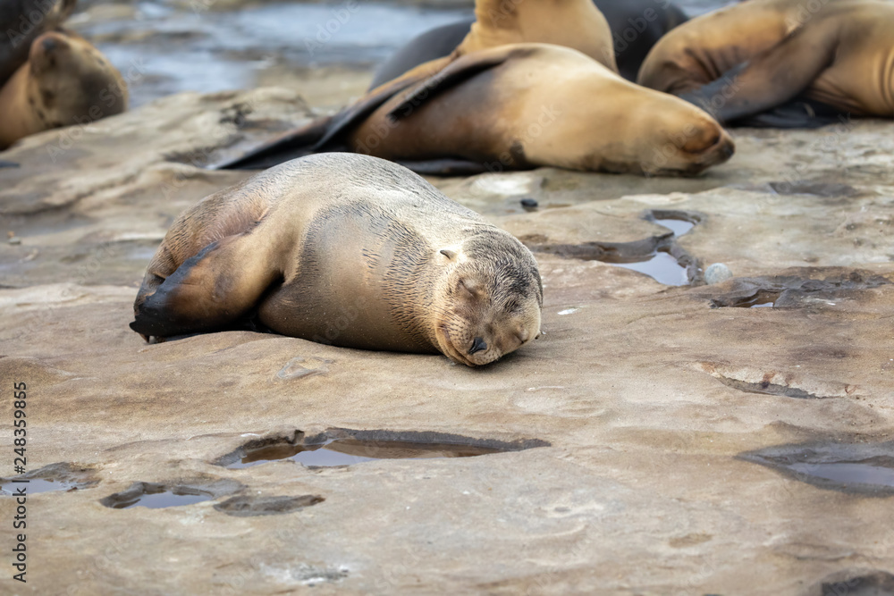 Fototapeta premium Sea Lion Pup taking a nap on the rocks