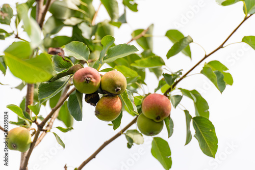 Ripe pears on the tree, environmentally friendly product.