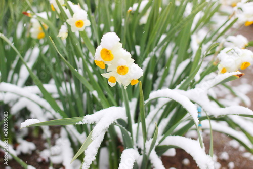 日本の冬 お寺の境内に咲いた水仙の花に雪が降り積もる