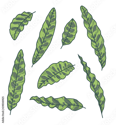 Vector collection set of exotic Calathea Lancifolia Rattlesnake Plant leaf drawings