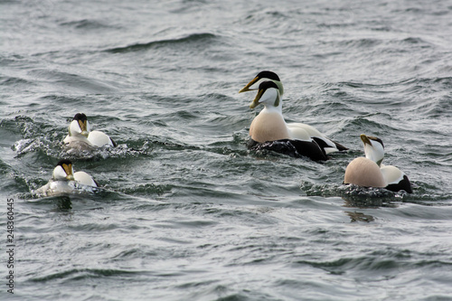Common eider in the water