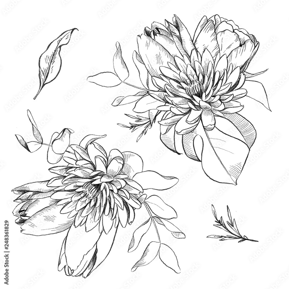 Plakat Black and white pencil sketch illustration of tulip and aster flowers and eucalyptus leaves.