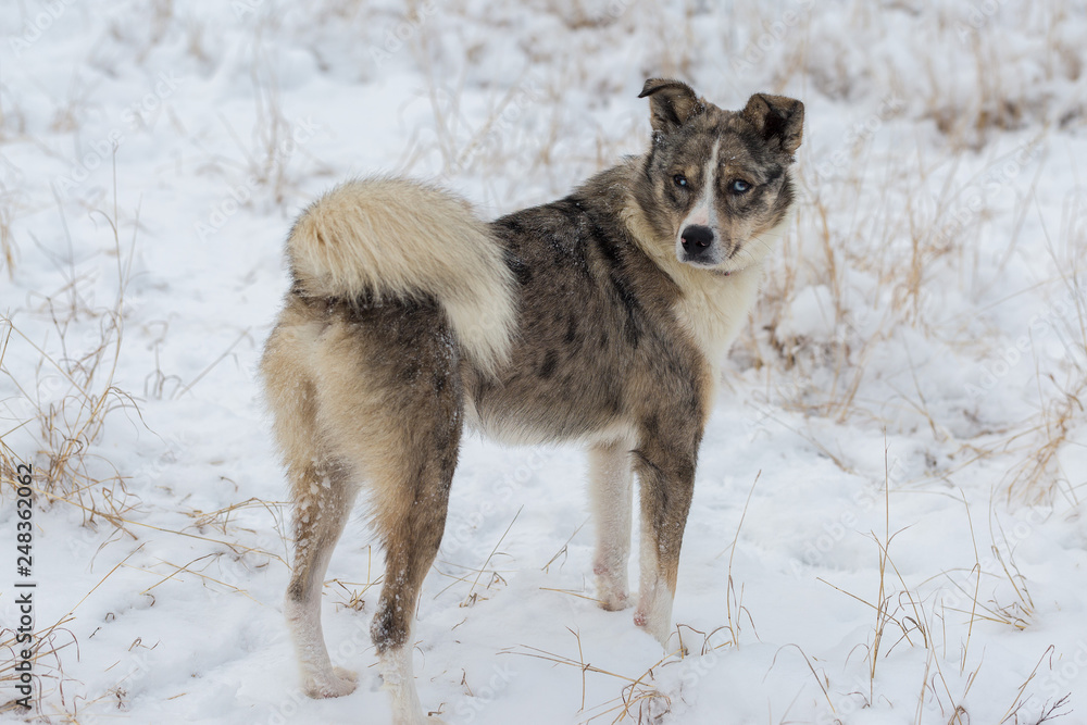 Naklejka premium Dogs play in the snow in winter, Beautiful portrait of a pet on a sunny winter day 