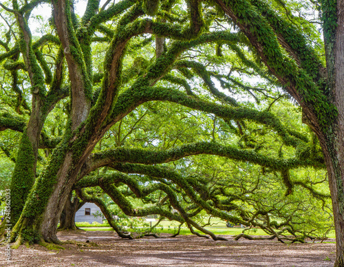 Southern live oak trees on Oak Alley Plantation, Vacherie, Louisiana, USA. Oak trees are massive, gnarled, with branches reaching to the ground photo