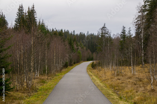 Road passing through a forest in Europe © Emil
