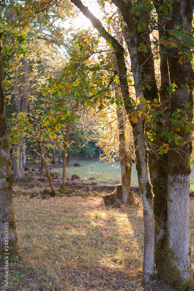 Naklejka premium autumn in the forest