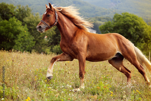 beautiful brown welsh pony with long blond mane running on meadow in high grass 