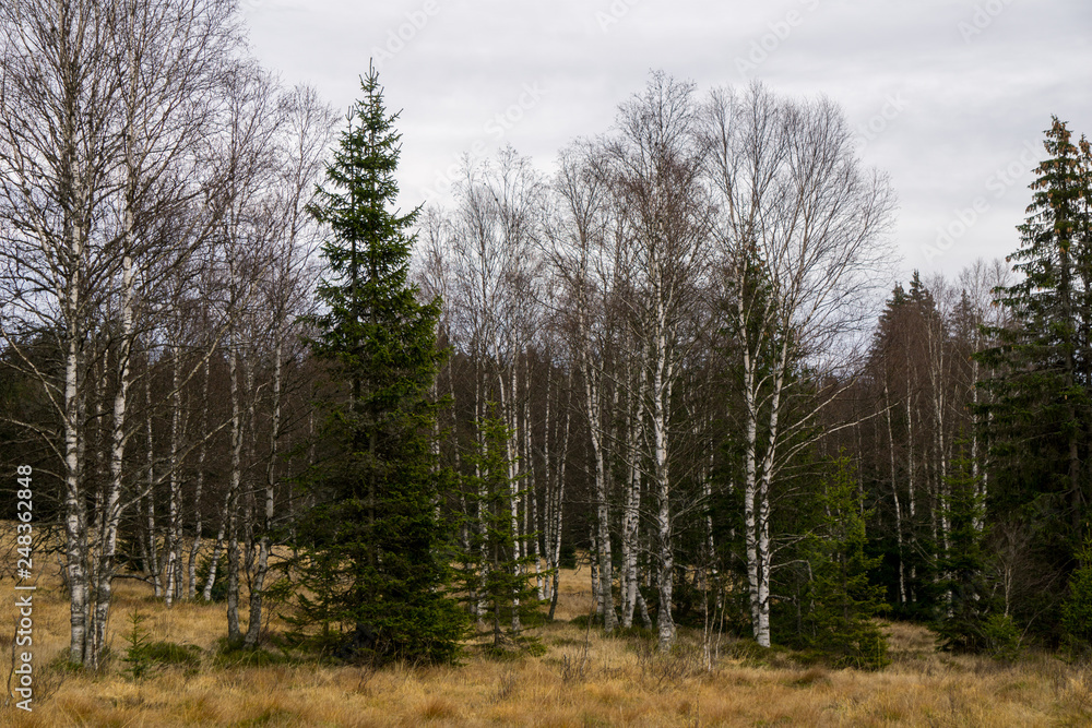 Birch and larch trees in a field Birch and larch trees in a field