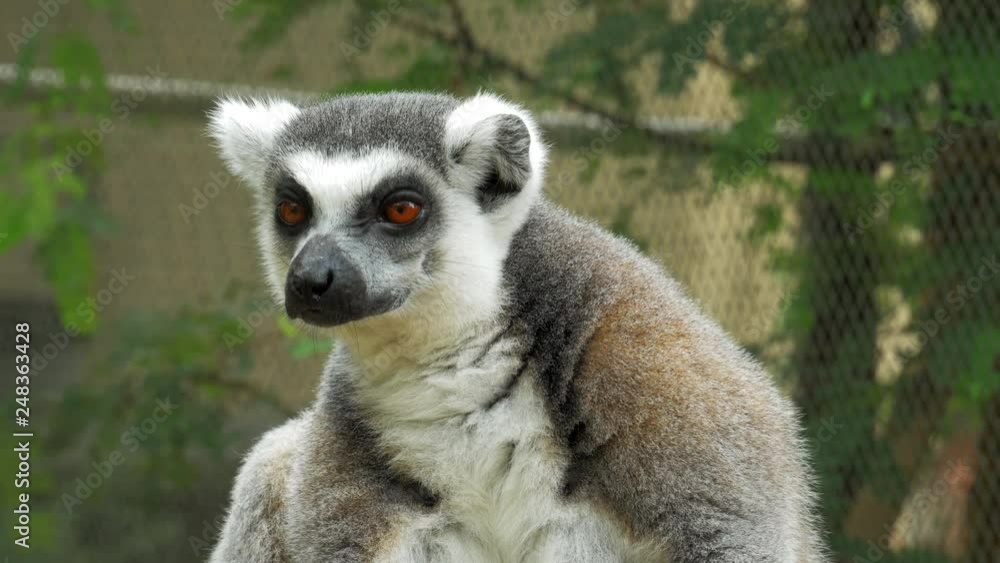 Close up Ring-tailed lemur Portrait in nature it is large strepsirrhine primate and most recognized lemur due to its long, black and white ringed tail. Close up Ring-tailed lemur Portrait in nature it is large strepsirrhine primate and most recognized lemur due to its long, black and white ringed tail.