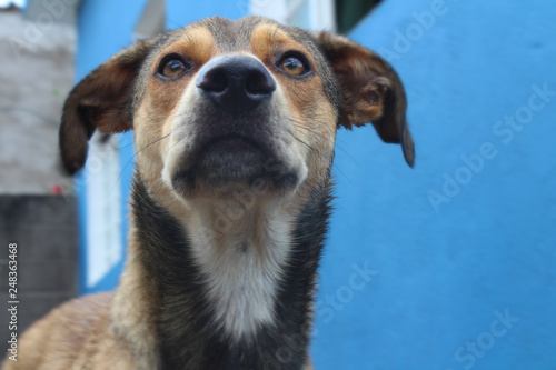 Fototapeta Naklejka Na Ścianę i Meble -  Cachorro com olhar ao longe