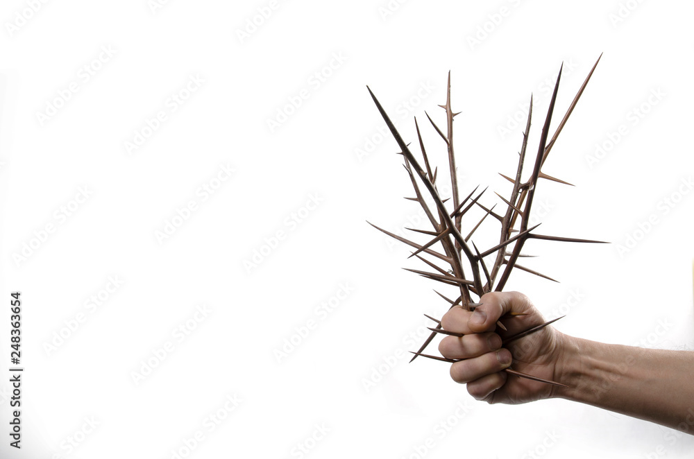 Bouquet of acacia thorns (Gleditsia triakantnos). Bouquet of acacia thorns (Gleditsia triakantnos).