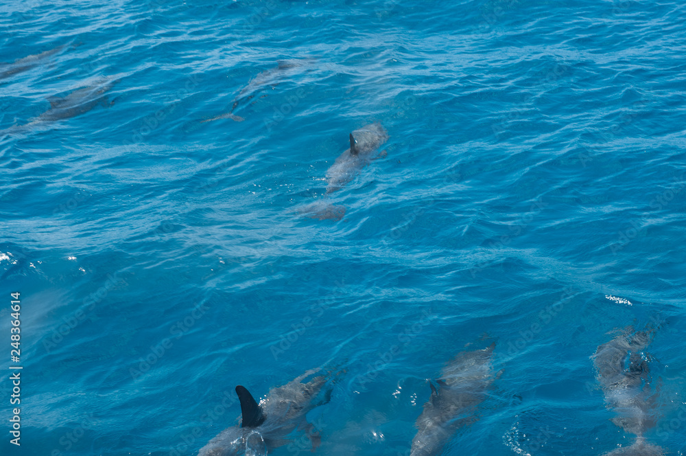 Obraz premium dolphin in the water - Fernando de Noronha