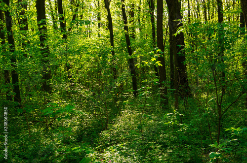 Sunlight in the green forest  spring time