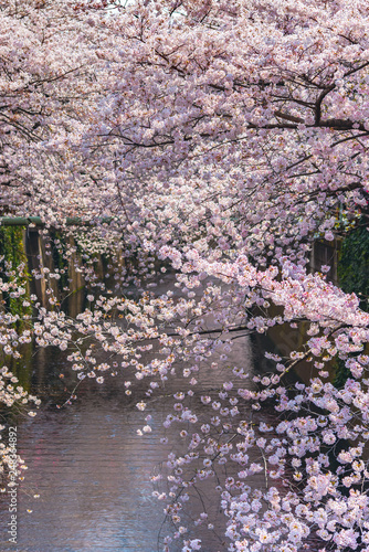 Fototapeta Naklejka Na Ścianę i Meble -  Meguro Sakura (Cherry blossom) Festival. Cherry blossom full bloom in spring season at Meguro river,  Tokyo, Japan. Many visitors to Japan choose to travel in cherry blossom season.
