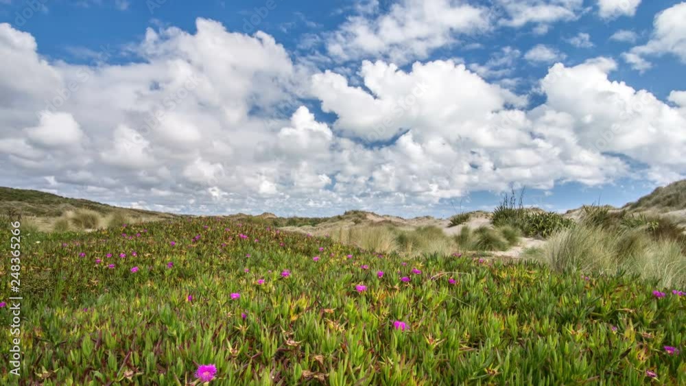 Panoramic time lapse of fast clouds over green flower landscape Panoramic time lapse of fast clouds over green flower landscape