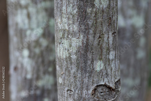 lichen on trunk of a tree