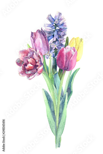 Beautiful bouquet of spring flowers - tulips and hyacinth. Watercolor hand drawn illustration. © Jenny Klein