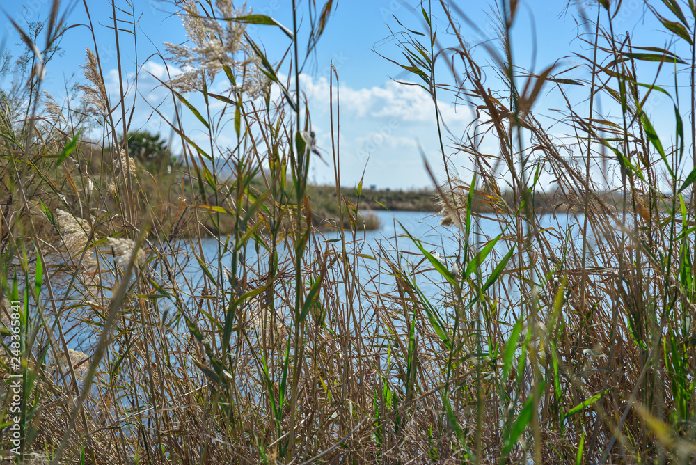 reeds on lake with clear blue sky background  with green grass
